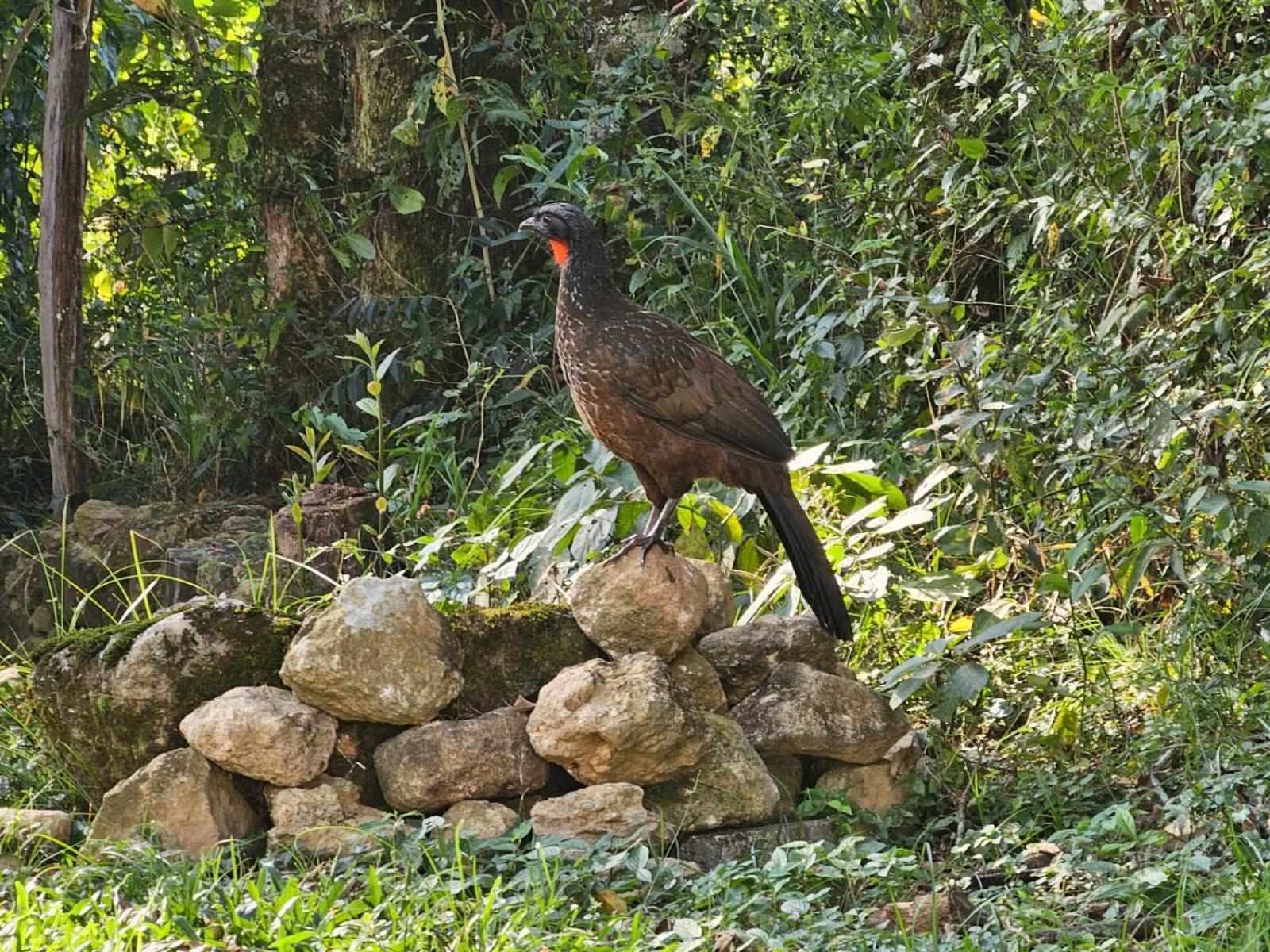 Chale Opucv Villa Gonçalves Екстериор снимка